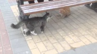 Драка котов / Cat's fight