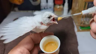 Hand Feeding 18 Day Old White Canary Baby 20230506