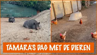 Pippi's Opvang heeft nieuwe stallen gebouwd | DierenpraatTV