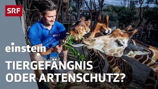 Wildnis vs. Tierpark – Ist es noch legitim Tiere im Zoo einzusperren? | Einstein | SRF