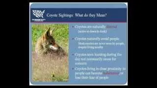 Living with Coyotes In Bloomington  - Bloomington Police Department