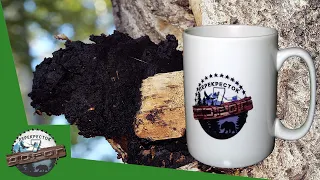 CHAGA BIRCH. WHAT TREATS BIRCH CHAGA. HOW TO BREW A LONGEVITY MUSHROOM.