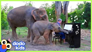 Elephants Ask Rescuer To Play Piano For Them | Animal Videos | Dodo Kids