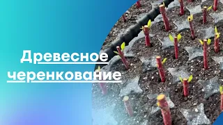 Древесное черенкование