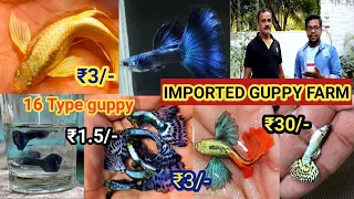 IMPORTED GUPPY FISH FARM| ANDUL HOWRAH | TAXIDO BLUE DUMBO EAR SNAKE SKIN