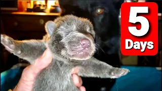 Dad Visits 5 Day Old Puppies - Newborn Lycan Shepherd Litter