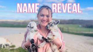 Watching These BABY GOATS Play Will Brighten Your Day!