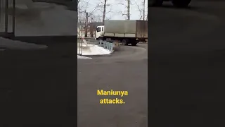 Maniunya attacks. Манюня нападает. #shorts #short #dog #tiktok #dogapparel #shortvideo