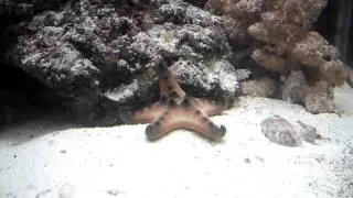 Creeping Starfish (HD)