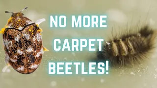 HOW TO: Get rid of CARPET BEETLE!