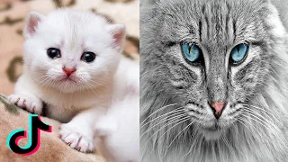 Most Cute TikTok Pets Cats that Will Brighten Up Your Day 🥰 Kitten