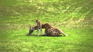 Baby giraffe cares for mum at Longleat