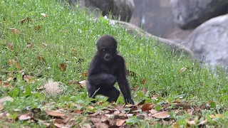 Shalia Cuddles Willie B III, Then he runs to Dad and the whole Family has a Picnic,  Amazing Moment!