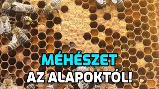 Méhészet az alapoktól  / Kezdő méhészeknek! №1