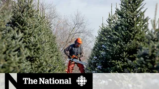 Climate change, economics behind Canadian Christmas tree shortage