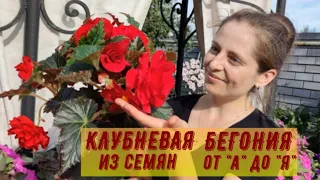 КЛУБНЕВАЯ БЕГОНИЯ ИЗ СЕМЯН ОТ А ДО Я