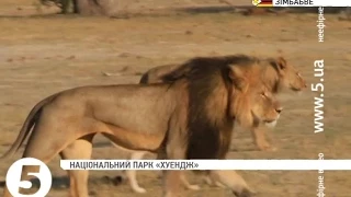 Американський дантист вбив найвідомішого лева Зімбабве