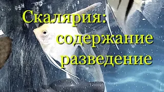 Скалярия: содержание, разведение, половые отличия (различия).