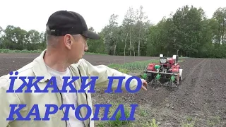 Перша прополка їжаками по картоплі. SHIFENG SF-240