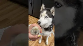 My huskies finally get to meet their baby chicks! 🐥 #shorts