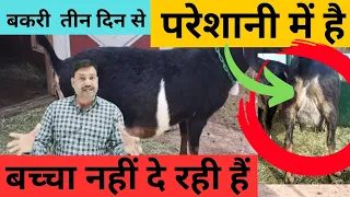 बकरी तीन दिन से परेशानी में है👉 बच्चा नहीं दे रही हैं😱