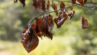 Trockenheit und Hitze: Waldsterben in Deutschland