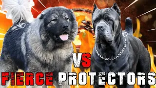 Caucasian Shepherd Dog vs Cane Corso | Cane Corso vs Caucasian Ovcharka | Billa Boyka |
