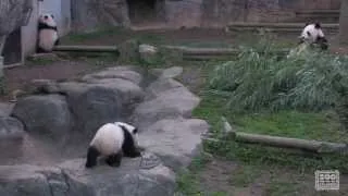 The Giant Panda Cubs' First Day Outside