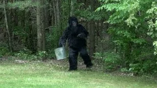 IRRITATED BIGFOOT CAUGHT ON VIDEO