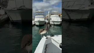 Shark 🦈 Vs boat engine #shorts #ship #boat