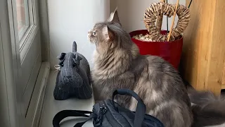 Maine Coon Cat Talking To Birds