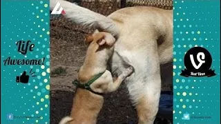 TRY NOT TO LAUGH or GRIN Funny Animals Doing Stupid Things #2 | Funny Animals Vines Compi  Part 244