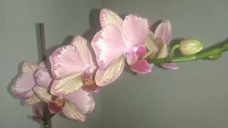Перше домашнє цвітіння орхідеї "Пірат Пікоті".Цвітіння вражає😍