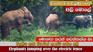 elephants jumping over the electric fence🤪😯 හරි අගේට  වැට පනින අලි මොලේ #elephant #electric