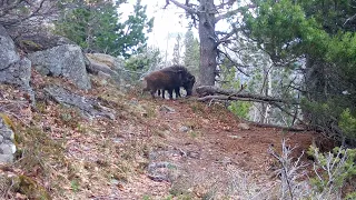 Senglar, Jabalí, Sanglier, Cinghiale