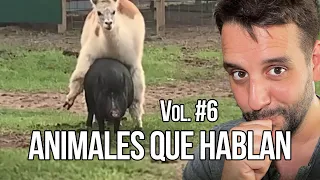 ANIMALES QUE HABLAN #8 #9 #10 y #11 🤣 CARLOS ROCA @carlosrocalocutor