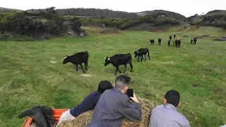 JAF - Tratar O Gado (Inclui Vacas e Semental Santiago Domecq)