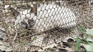 Poor kitten crying for help in the forest | Rescue the poor cats