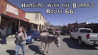 Visiting Oatman, Arizona an Old Ghost Town on Historic Route 66: Wild Burros in the Streets