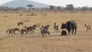 Hyena hunt a Cape buffalo calf | Serengeti National Park