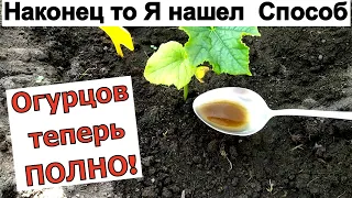 Наконец то! Я нашел рецепт. Даже дохлая высаженная рассада Огурцов оживает и прет во всю