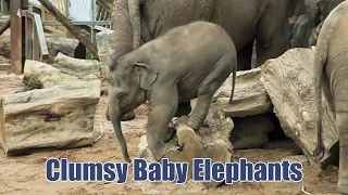 Clumsy Baby Elephants