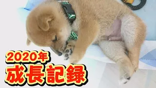 【豆柴】迎えてから2か月。大変貌！大成長！【子犬】