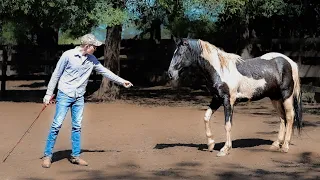 Training A WILD HORSE Again! Untouched Stallion (Roping and First Haltering)