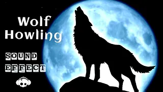 Horror Wolf Howling sound effect || Wolf Crying sound effect || Dog Crying sound effect