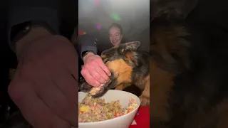 Sneaky Dog Pulls a Great Salad Heist