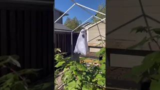 Flying Ghost from Spirit Halloween 👻 #halloween #spirithalloween #ghost
