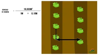 Cómo Calcular la Densidad de Siembra