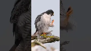 How This Falcons Rule The Sky 🦅  Peregrine Falcon Fastest Animal On Earth  #shorts #falcon