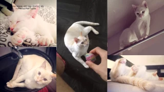 Тайский кот Д'Артаньян-Мячик поноску приносит, в игры на планшете играет и с хозяином гуляет!